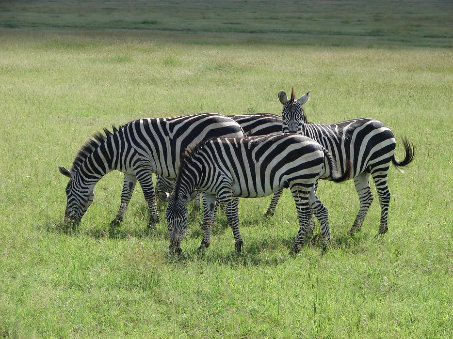 zebras