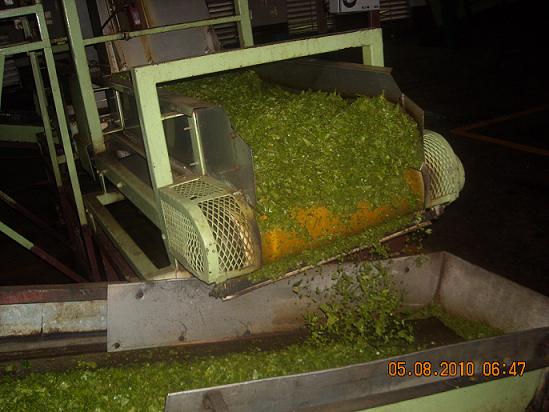 Tea Processing