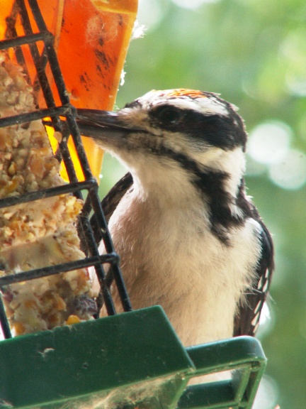 Hairy Woodpecker 1